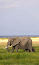 African Elephant with calf  Amboseli Kenya